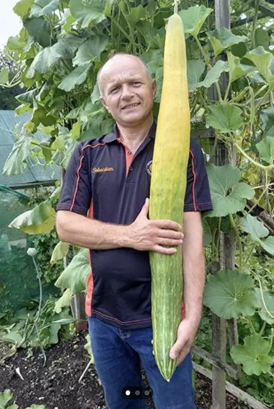 world biggest cucumber